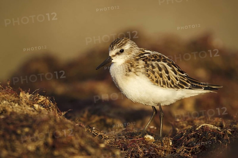 Little Stint (Calidris minuta), Asturias, Spain