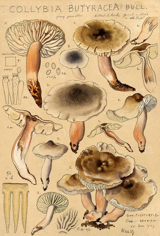 Rhodocollybia butyracea, syn. Collybia butyracea, authentic reproduction of an illustration by Hans Walty (1868-1948) from about 1915, historical