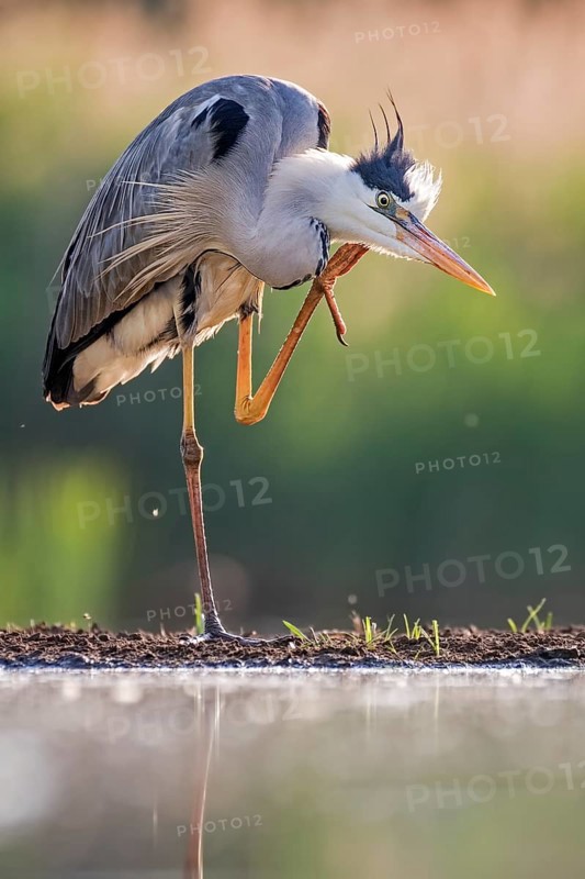 Grey Heron (Ardea cinerea) scratching, Hungary