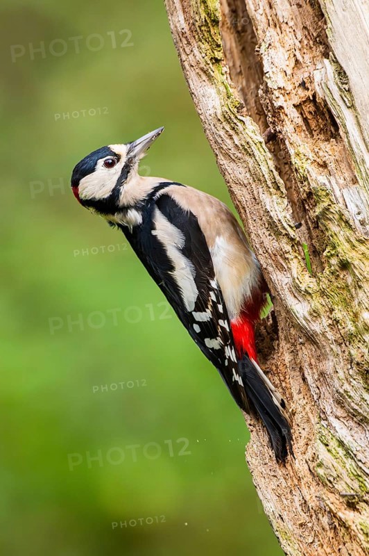 Great spotted woodpecker (Dendrocopos major) sitting on an old wrotten tree trunk in late summer, Bavaria, Germany