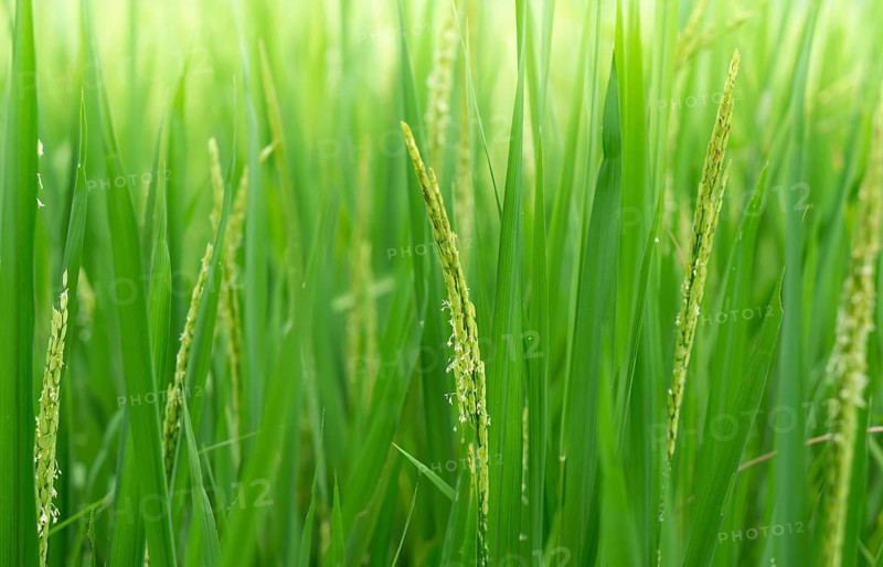 Close-up of vibrant green rice stalks with delicate grains and blooms