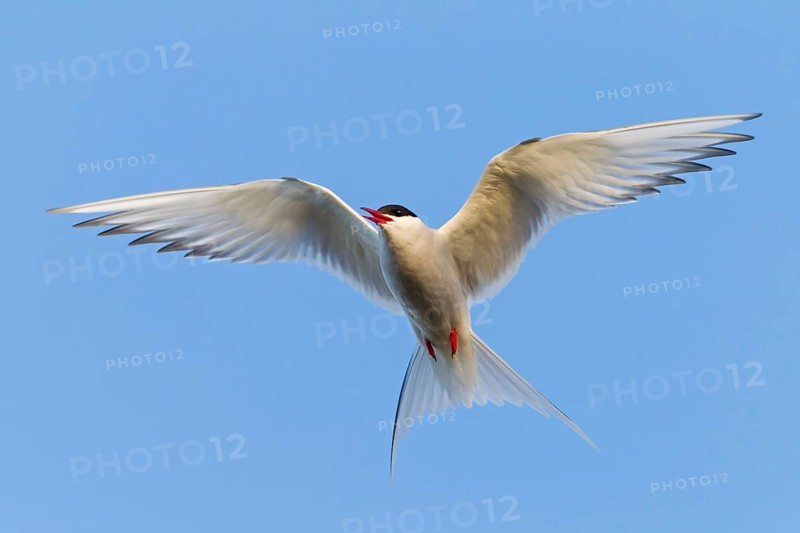 Arctic Arctic Tern, (Sterna paradisaea), animals, birds, subspecies of the tern family, flight photo, Kálfafellsstaður, Austurland, Iceland