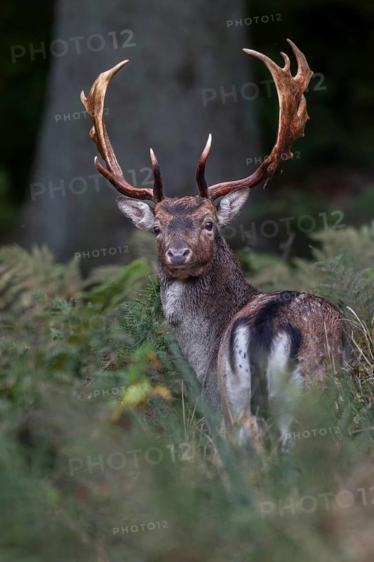 The fallow deer (Dama dama) looks in my direction with interest, autumn, rut, fallow deer rut, October, Germany