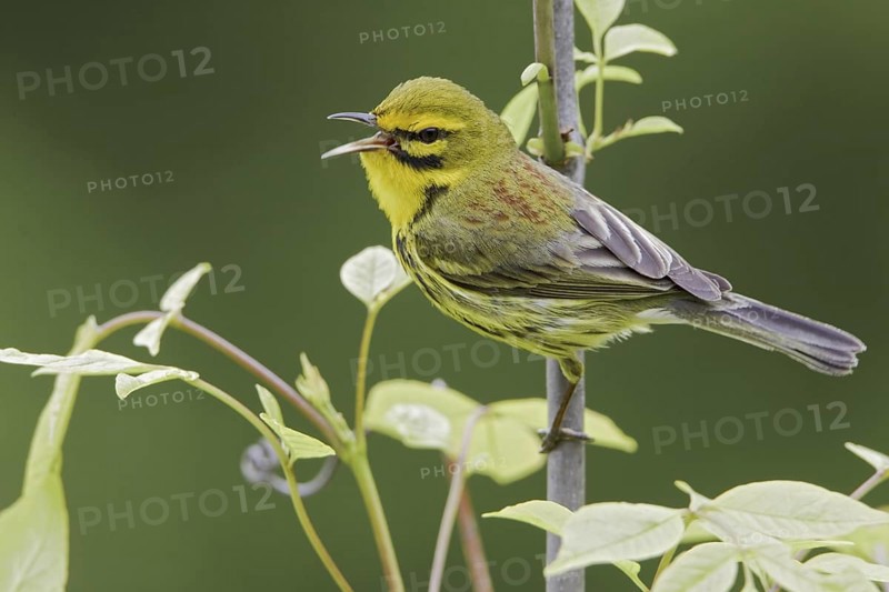 Prairie Warbler (Setophaga discolor) male singing, Ontario, Canada