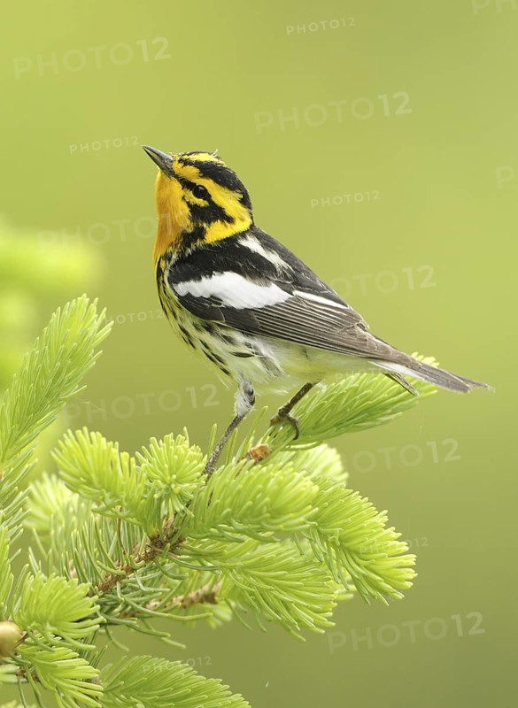 Blackburnian Warbler (Setophaga fusca), Canada