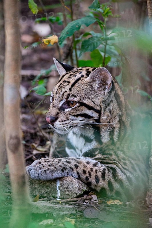 Ocelot (Felis pardalis) Pantanal Brazil