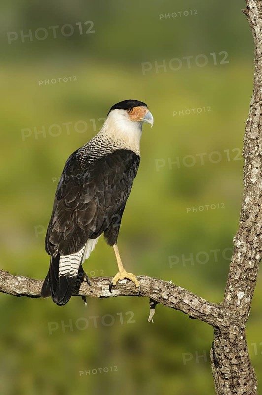 Northern Crested Caracara (Caracara cheriway), Texas, USA