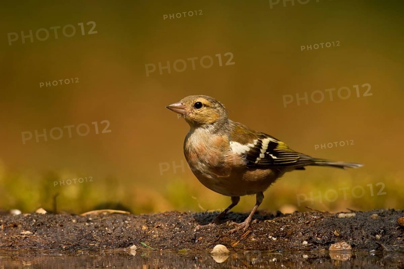 Common Chaffinch (Fringilla coelebs) juvenile male, Utrecht, Netherlands