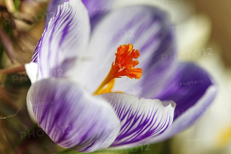 Close-up of a purple crocus (Crocus) blooming in the foreground with a soft background, Siegen North Rhine-Westphalia