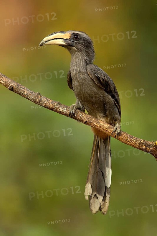 Malabar Grey Hornbill (Ocyceros griseus) female perched on a branch, Kerala, India