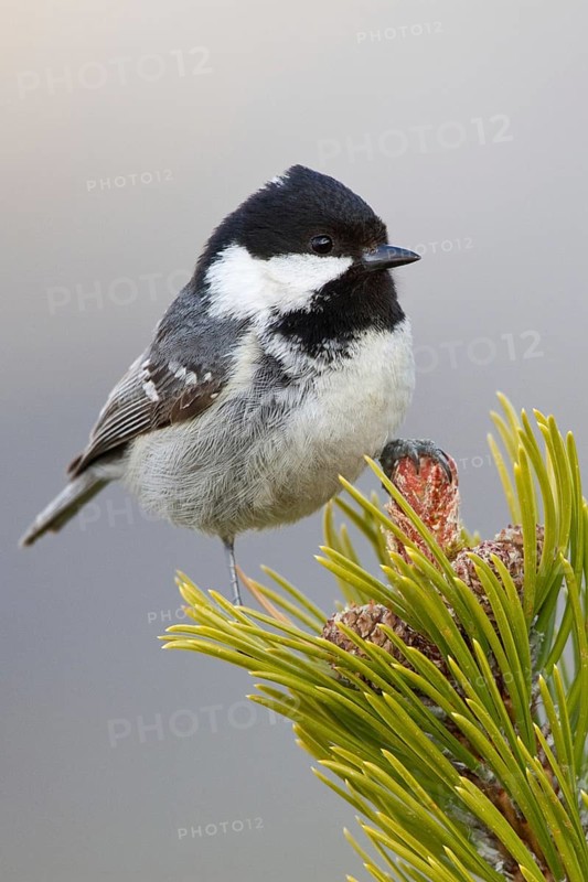 Coal Tit (Periparus ater), Liechtenstein