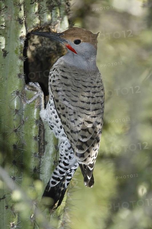 Northern Flicker (Colaptes auratus), Arizona, USA