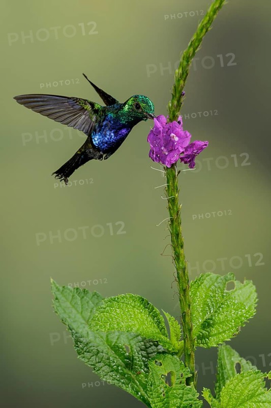 Violet-bellied Hummingbird (Damophila julie) flying while feeding at a flower in the South of Ecuador