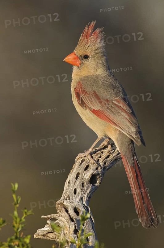 Northern Cardinal (Cardinalis cardinalis), Arizona, USA