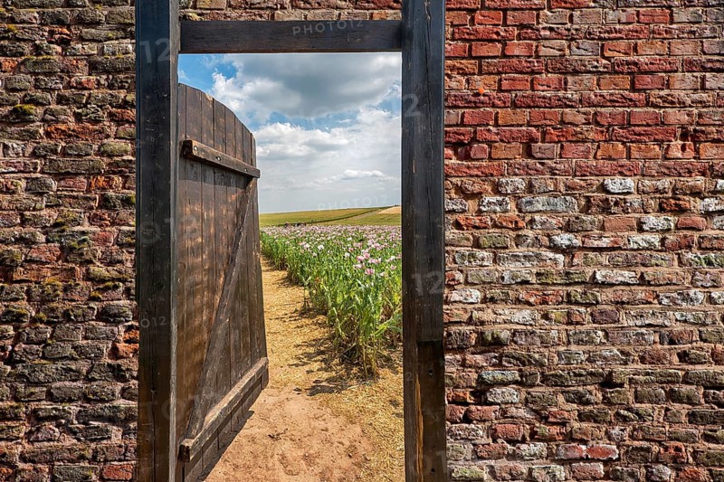 Gate in an Opium poppy field, Germerode, Werra-Meissner district, Hesse, Germany, photomontage