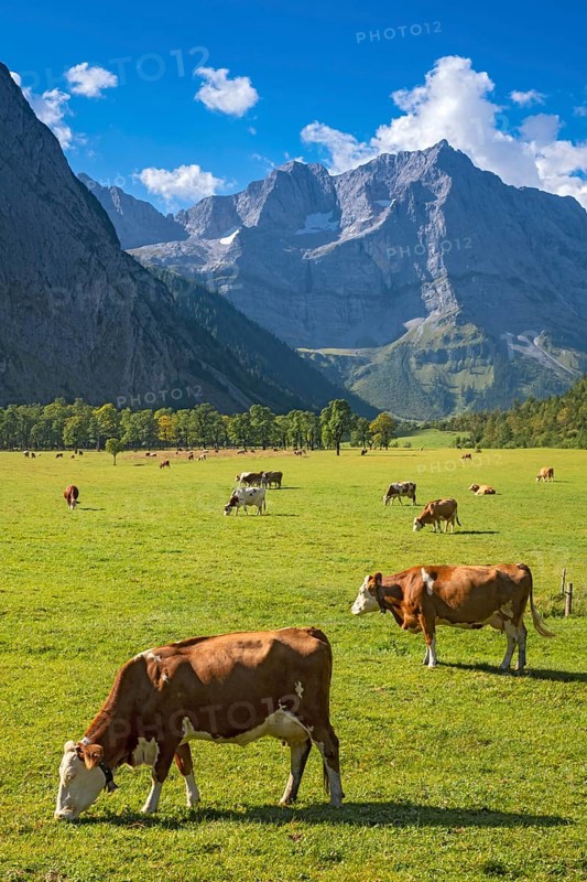 Cows grazing on the alpine pasture, Großer Ahornboden, Eng-Alm, Eng-Alm, Karwendel Mountains, Tyrol, Austria