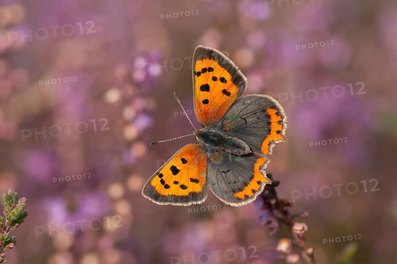 Small copper butterfly (Lycaena phlaeas) adult insect feeding on a heather flower on a heathland in summer, Suffolk, England, United Kingdom