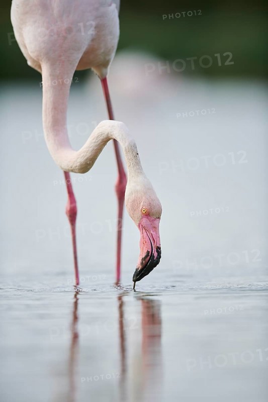 Greater Flamingo (Phoenicopterus roseus) standing in the water, portrait, Parc Naturel Regional de Camargue, France