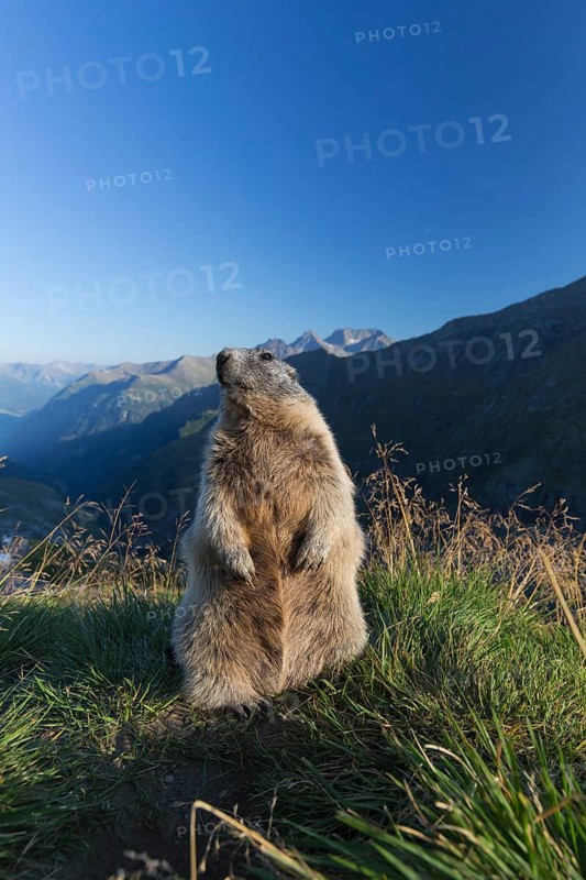 One adult Alpine Marmot, Marmota marmota, sitting erected on a rim of a soil, observing his surrounding in late light
