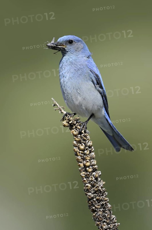 Mountain Bluebird (Sialia currucoides), Oregon, USA