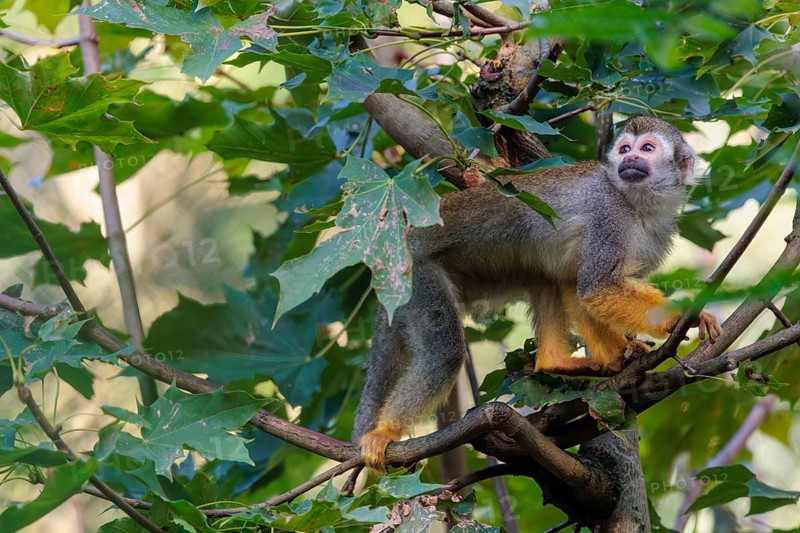 A Central American squirrel monkey (Saimiri oerstedii) looks for food in a green bush. Costa Rica, Central America