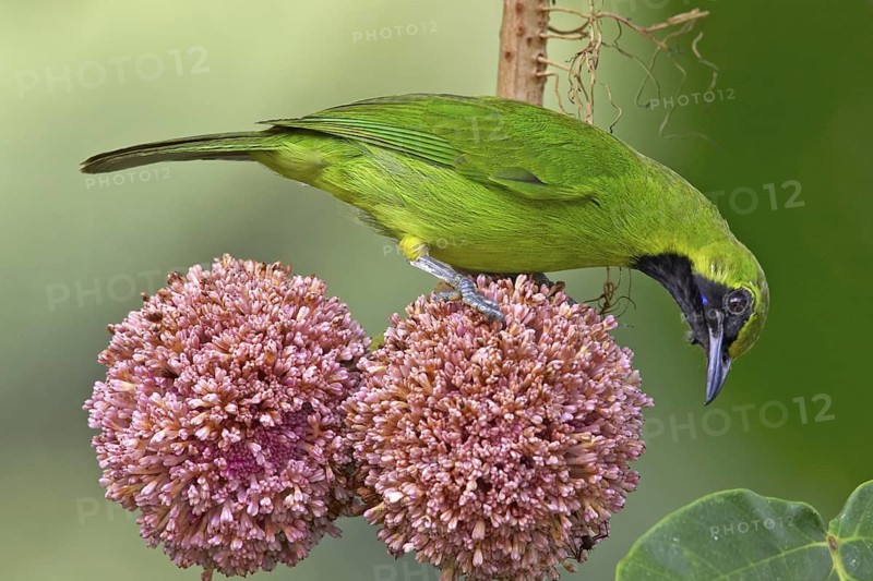 Greater Green Leafbird (Chloropsis sonnerati) male, Sabah, Malaysia