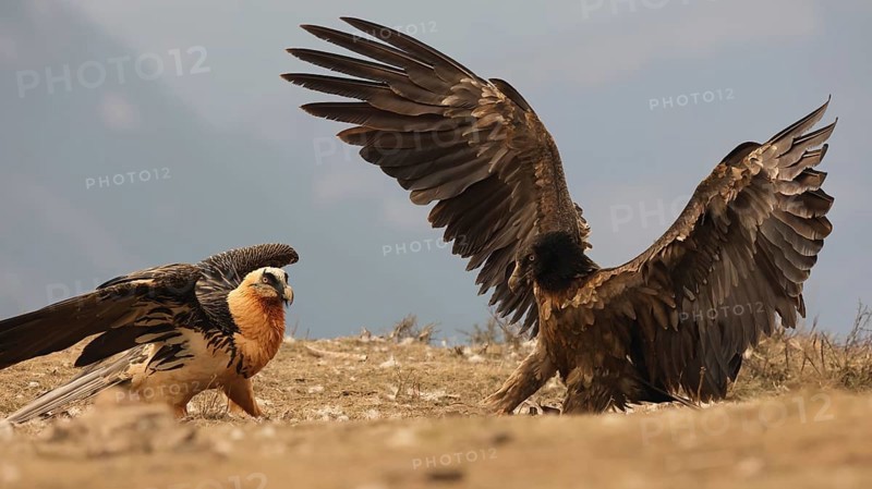 Capturing a majestic scene, two bearded vultures showcase their impressive plumage against the Pyrenees backdrop. The image highlights their distinctive features and vibrant hues
