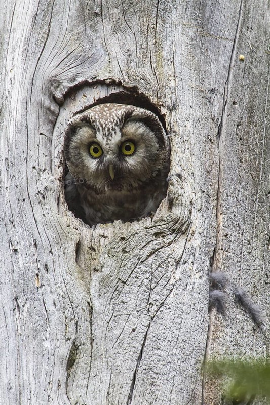 Boreal Owl (Aegolius funereus), Bavaria, Germany