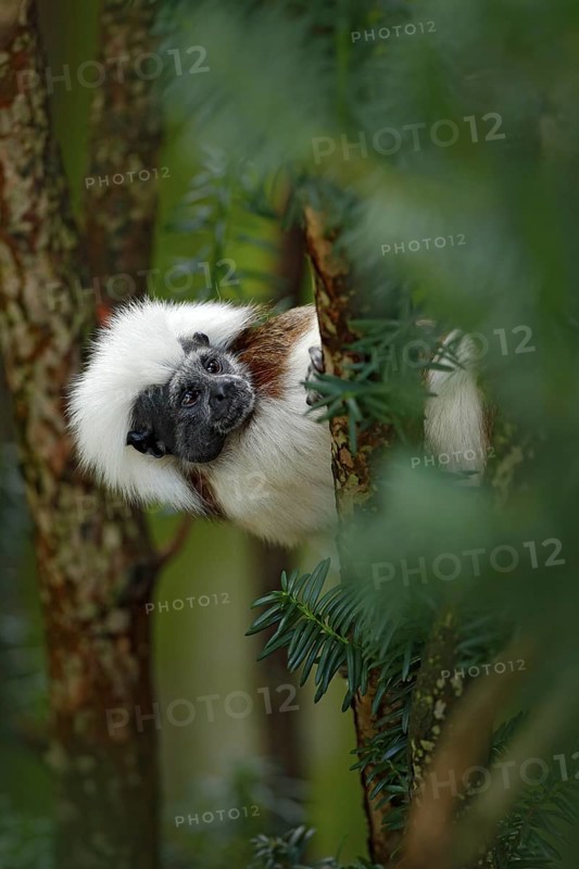 Cotton-top tamarin, Rio Cauca, Colombia. Small mokley hidden, green tropic forest. Animal from jungle in South America. Wildlife scene with monkey, green leaves. Portrait of tamarin, Saguinus oedipus