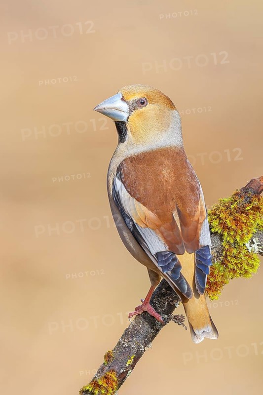 Hawfinch (Coccothraustes coccothraustes) male sitting on a branch covered with moss and lichen, wildlife, finch, finches, winter, frost, nature photography, feeding, winter, Siegerland, North Rhine-Westphalia, Germany