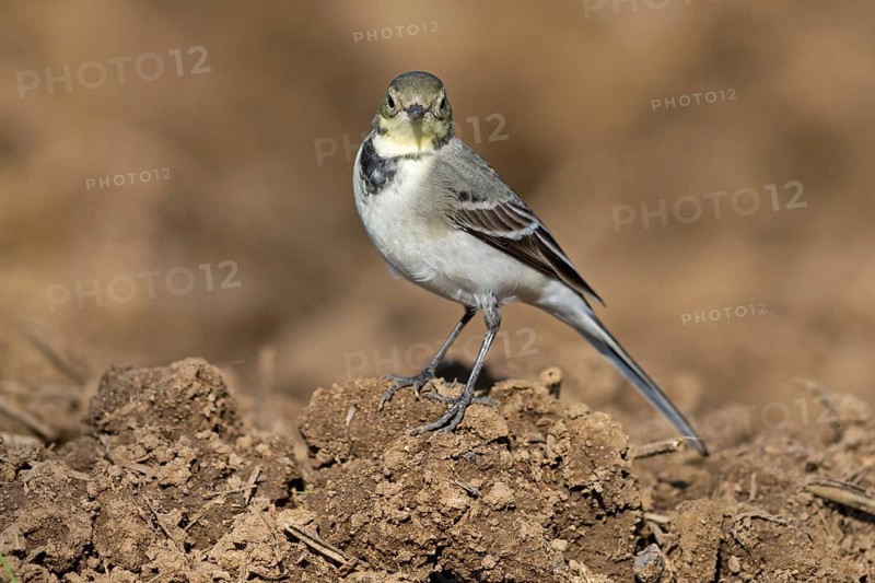White wagtail, (Motacilla alba), BTiere, birds, family of wagtails and pipits, Steglarp, Vellinge, Skåne, Sweden