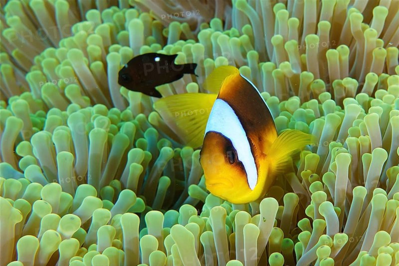 Red sea anemonefish (Amphiprion bicinctus)