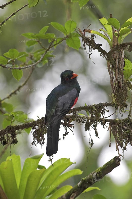 Slaty-tailed Trogon (Trogon massena) male, Costa Rica