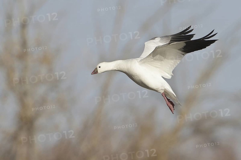 Ross's Goose (Anser rossii) flying, New Mexico, USA