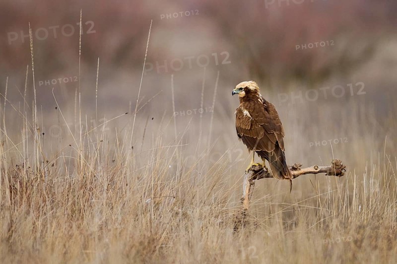 An adult Western marsh-harrier stands regally on a branch amidst a barren, overgrown field, showcasing its striking brown plumage and focused gaze
