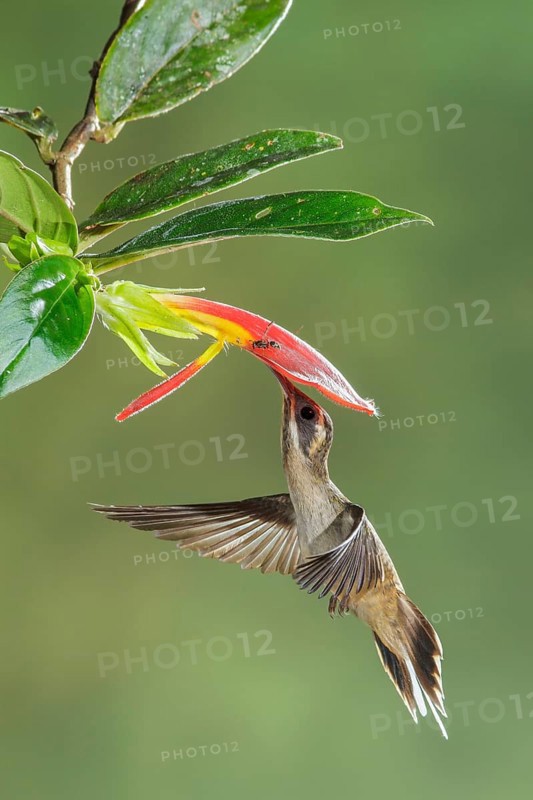 Long-billed Hermit (Phaethornis longirostris) flying while feeding at a flower in Costa Rica