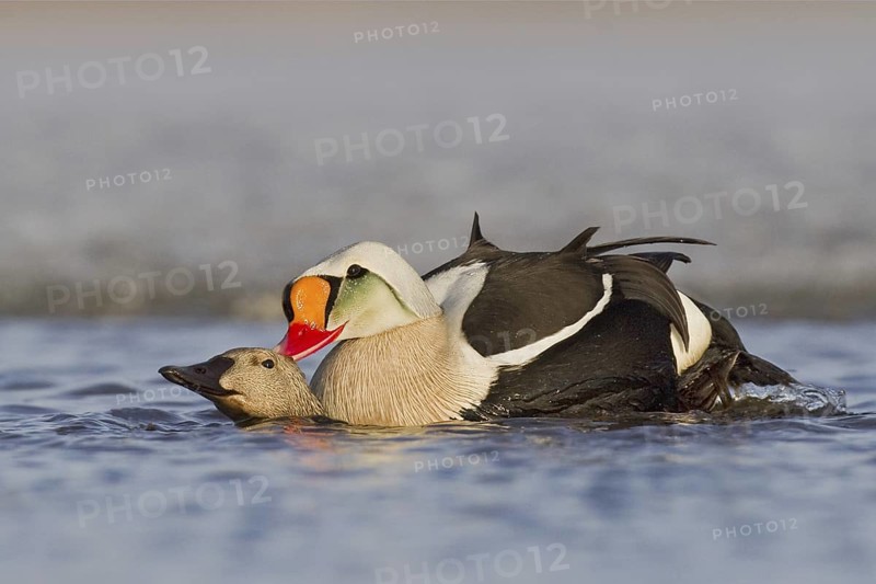 King Eider (Somateria spectabilis) pair mating, Alaska, USA