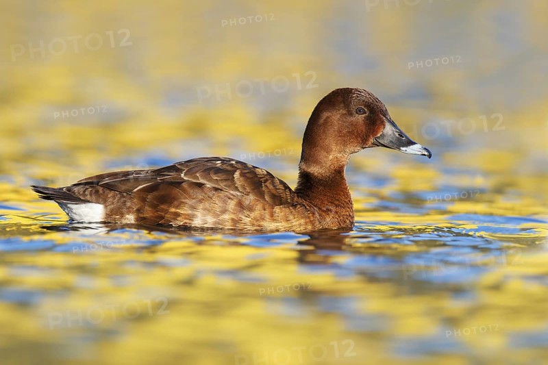 Hardhead (Aythya australis) female, Australia