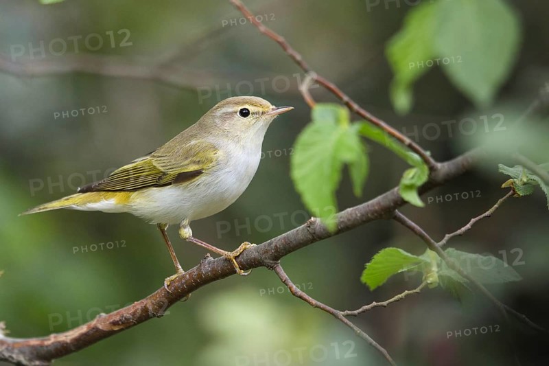 Western Bonelli's Warbler (Phylloscopus bonelli), Liguria, Italia