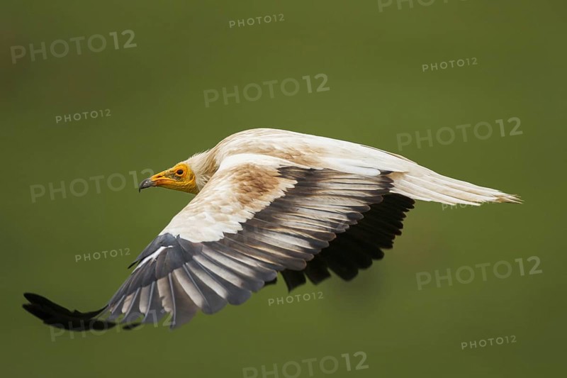 Egyptian Vulture (Neophron percnopterus) flying, Castile-La Mancha, Spain