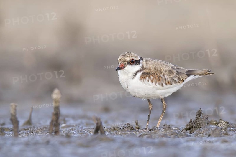 Black-fronted Dotterel (Elseyornis melanops) juvenile, Western Australia, Australia