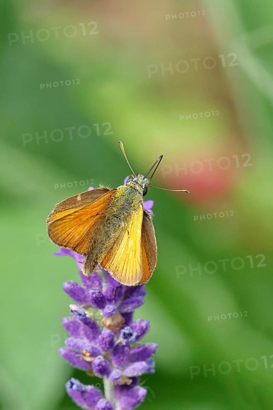 Large skipper (Ochlodes venatus), collecting nectar from a flower of Common lavender (Lavandula angustifolia), close-up, macro photograph, Wilnsdorf, North Rhine-Westphalia, Germany