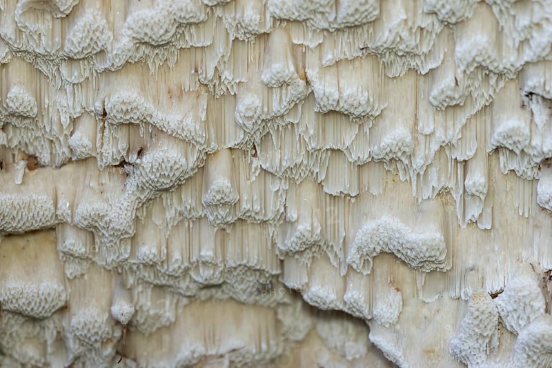 Structure, tree fungus, Bad Homburg vor der Höhe, Hesse, Germany