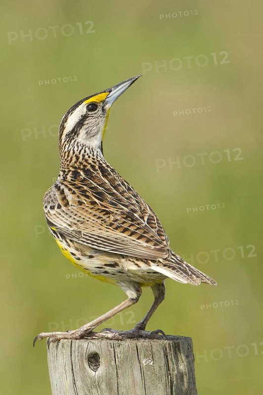 Eastern Meadowlark (Sturnella magna), Florida, USA