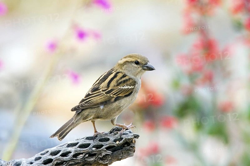 House Sparrow Passer domesticus Tucson, Pima County, ARIZONA, United States 14 March Adult Female Passeridae
