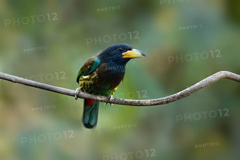 Great Barbet (Psilopogon virens) perched on a branch, Yunnan, China