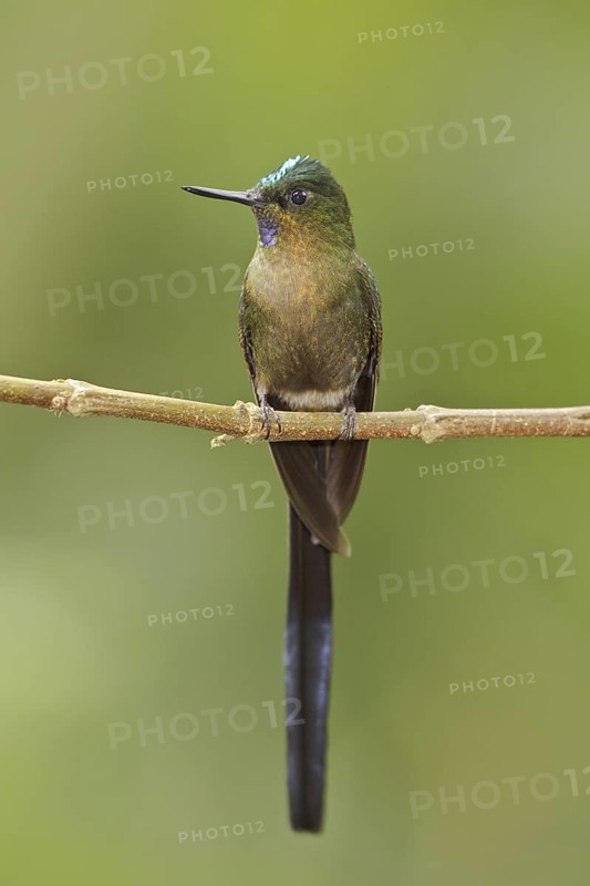 Violet-tailed Sylph (Aglaiocercus coelestis) male, Ecuador