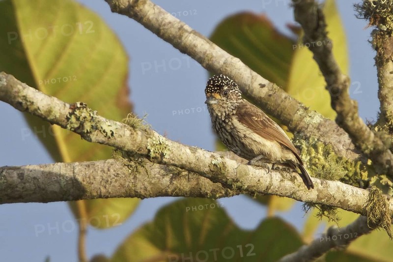 Ocellated Piculet (Picumnus dorbignyanus) perched on a branch in Bolivia, South America