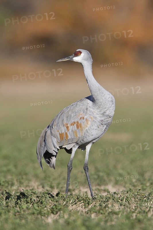 Sandhill Crane (Antigone canadensis), New Mexico, USA