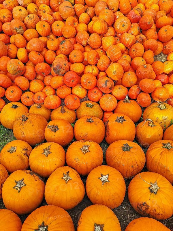 Hokkaido pumpkins, Lower Saxony, Germany